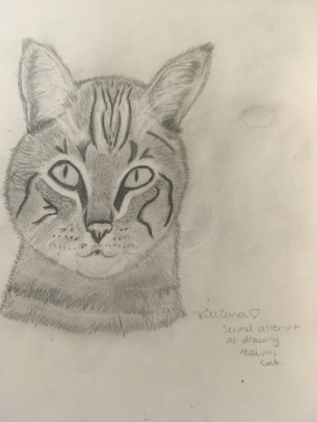 Realistic Cat Sketch.JPG