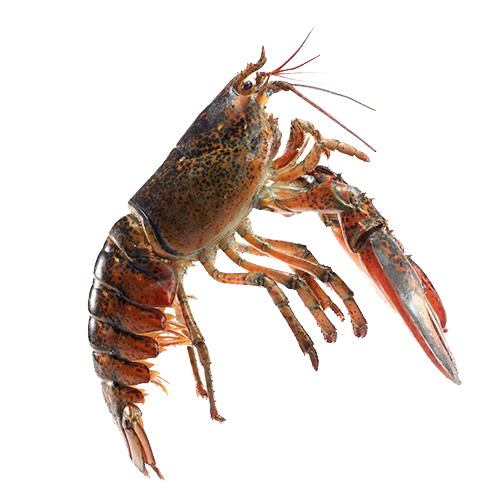 kisspng-american-lobster-homarus-gammarus-palinurus-elepha-australian-lobster-5a.png