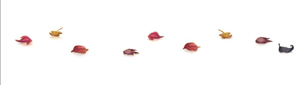leaves graphic